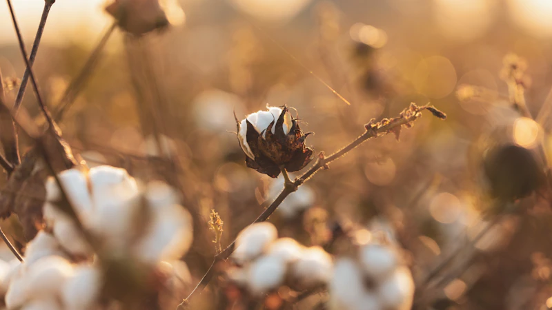 a close up of a cotton plant with a blurry background