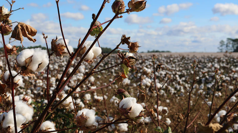 field of cotton trees