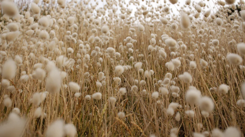 brown plant field